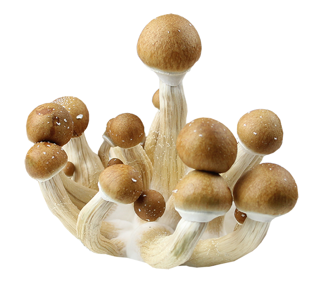 Psilocybe Cubensis B+Spores Print